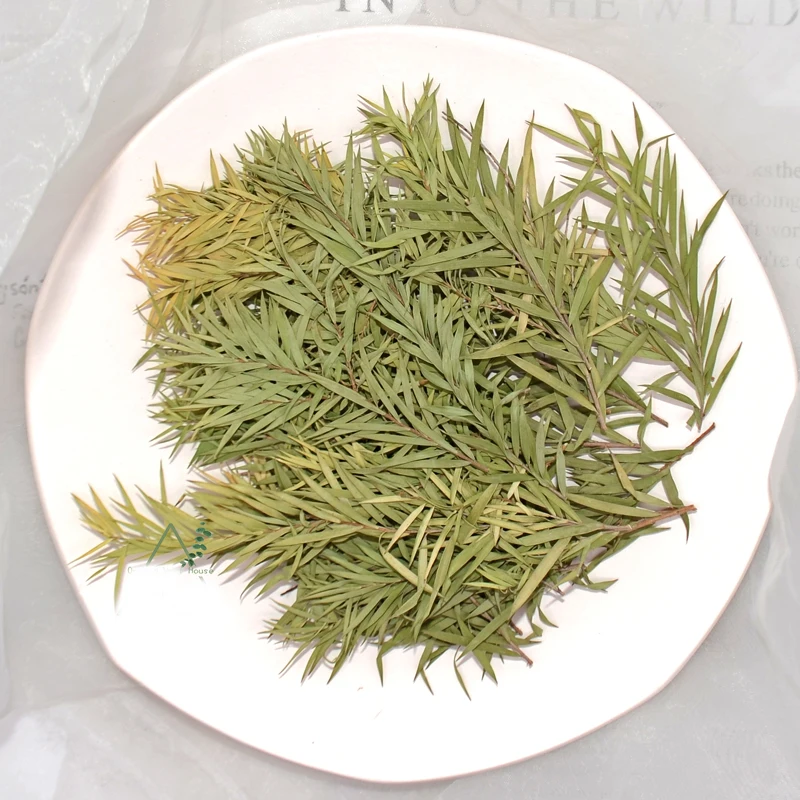 Натуральные консервированные цветы Melaleuca для украшения дома ароматические свечи