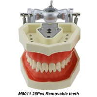 dental 28pcs removable practice teeth model m8011 filling typodont soft gingivae fit kilgore nissin type teaching study training