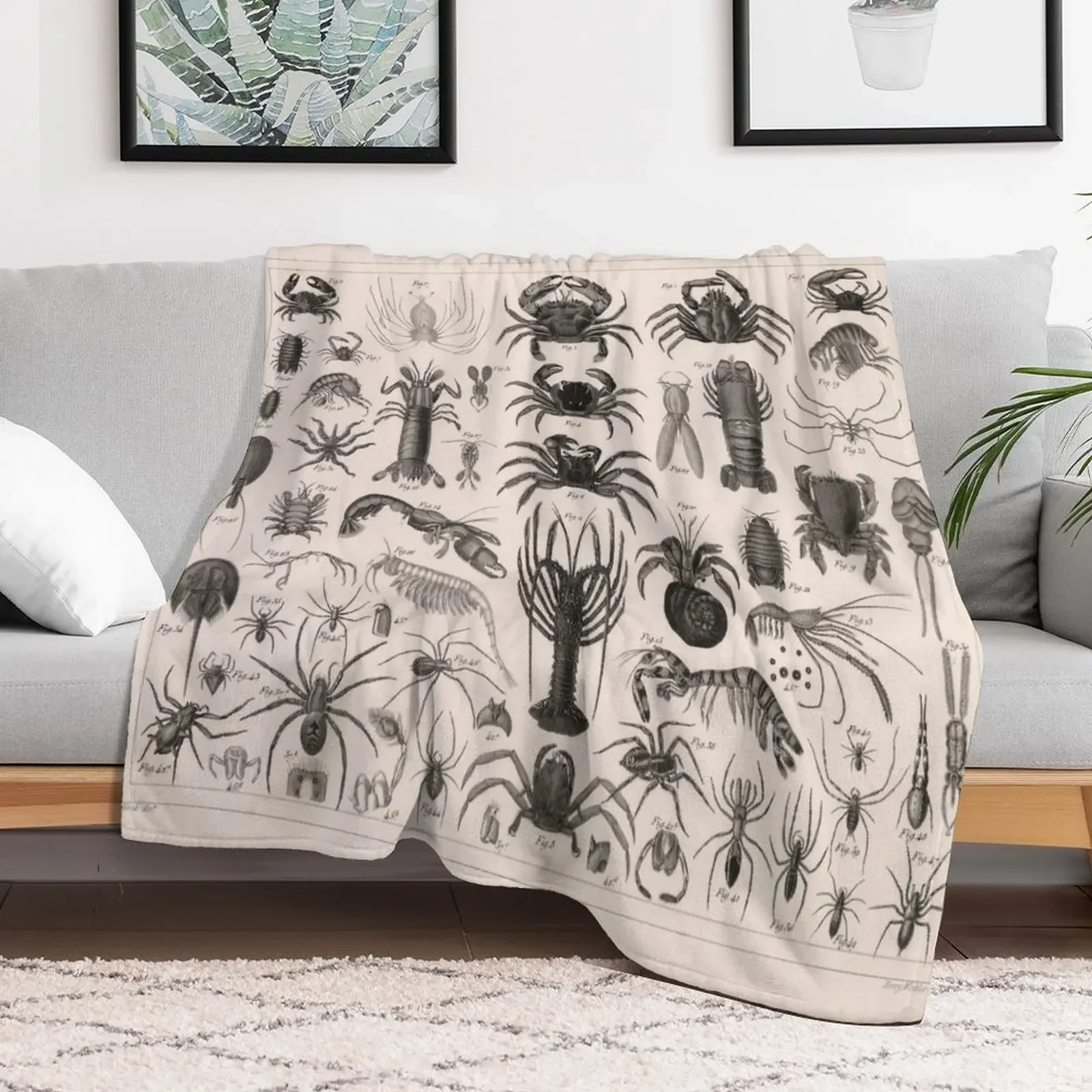 1857 диаграмма зоологии: животные включая раковины. Декоративное одеяло для