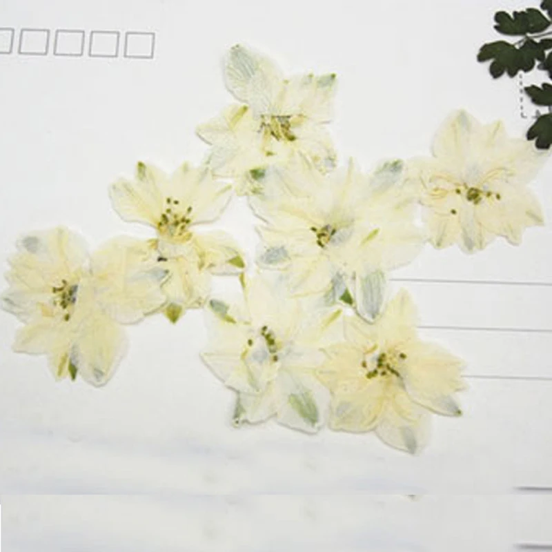 1000 шт. оригинальный белый цвет Larkspur сушеный прессованный цветок Самый дешевый