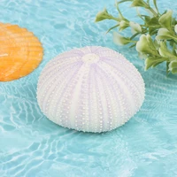 1pc natural sea urchin shell conch tillandsia potted plant for home decoration accessories aquarium
