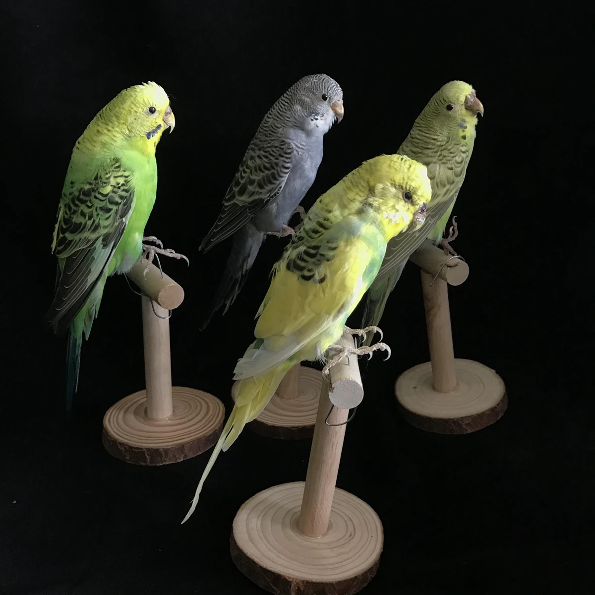 

Наполнитель Таксидермии, Евразийский маелопситус ундулатус/Budgerigar Budgie, образец попугаев, обучающий/украшение с основой