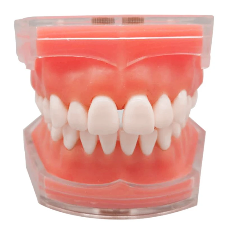 

Standard Model With Removable Teeth Study Teach Teeth Model