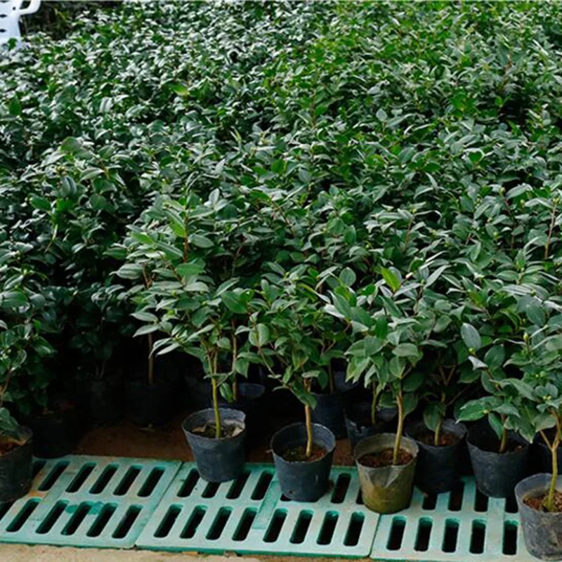 500 шт. пластиковые контейнеры для выращивания растений 8x8 см