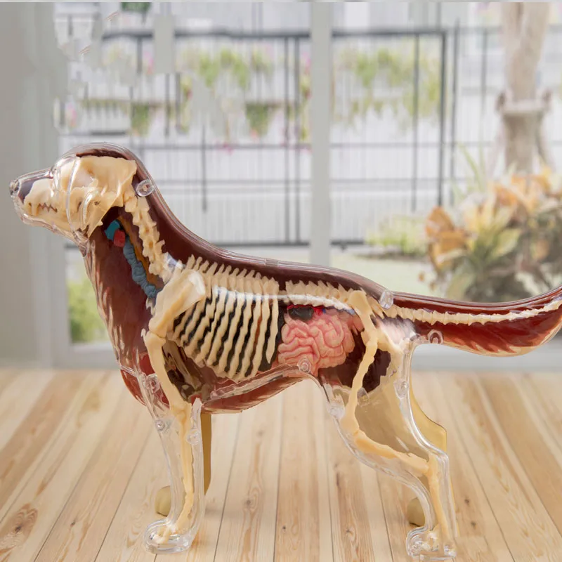4D Dog Intelligence Assembling Toy Animal Organ Anatomy Model Medical Teaching DIY Popular Science Appliances