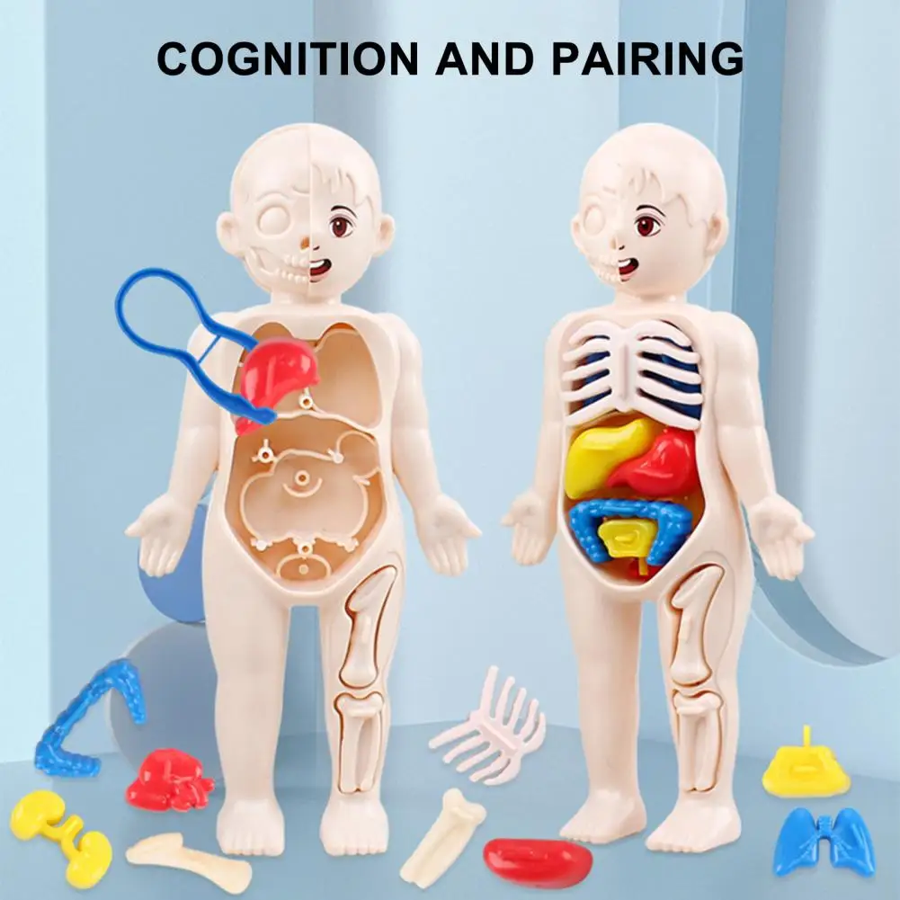 

Creative Plastic Boys Girls Educational Learning Organ Assembled Toy School