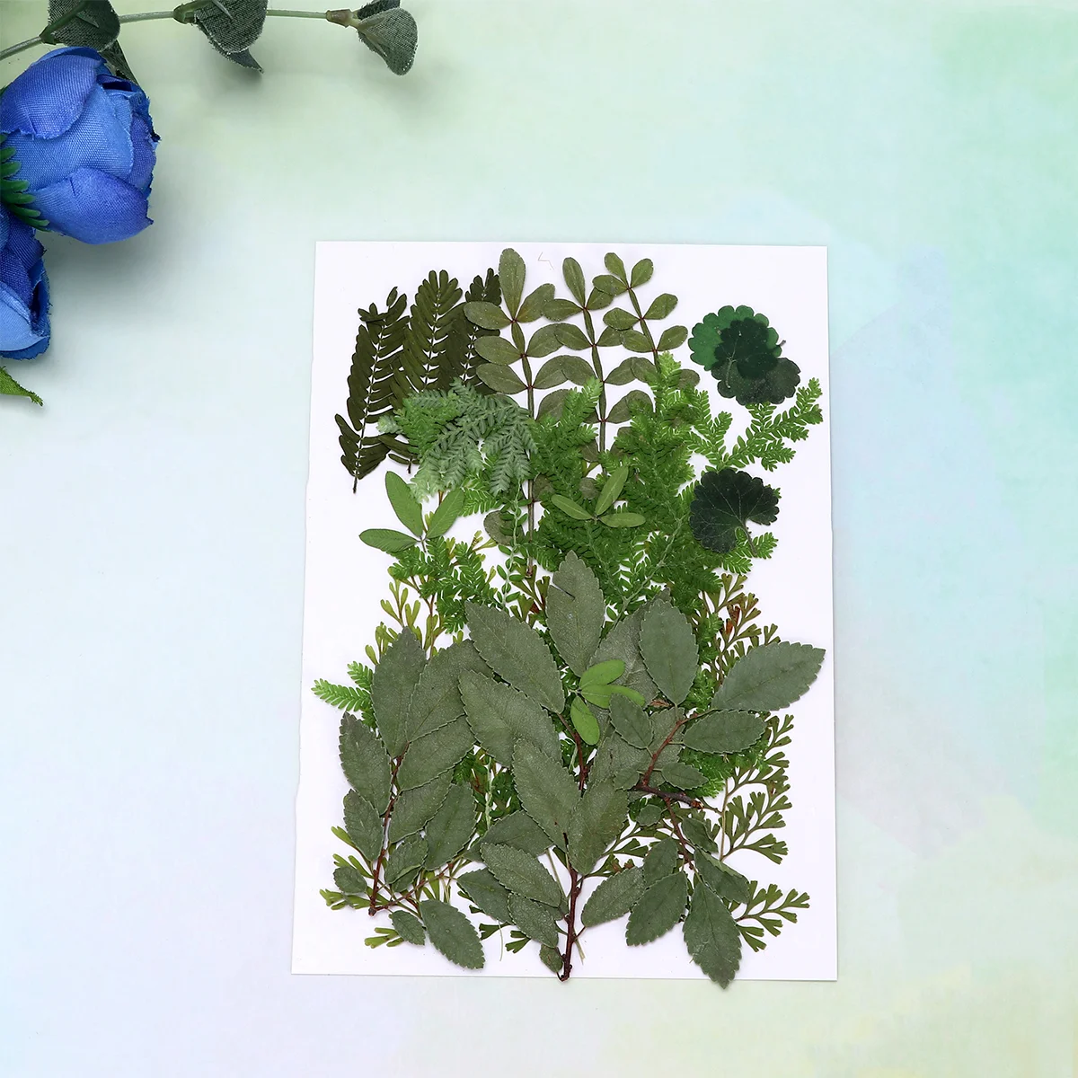 

Flowers Dried Pressed Leaves Flower Resin Leaf Real Crafts Dry Wedding Natural Making Diy Party Decoration Craft Floral Press