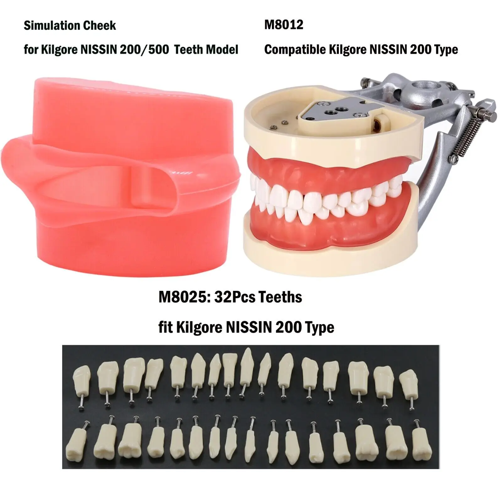 

Dental Typodont 32Pcs Removable Teeth Model Fit Kilgore NISSIN 200 Type M8012 Suture Practice Kit