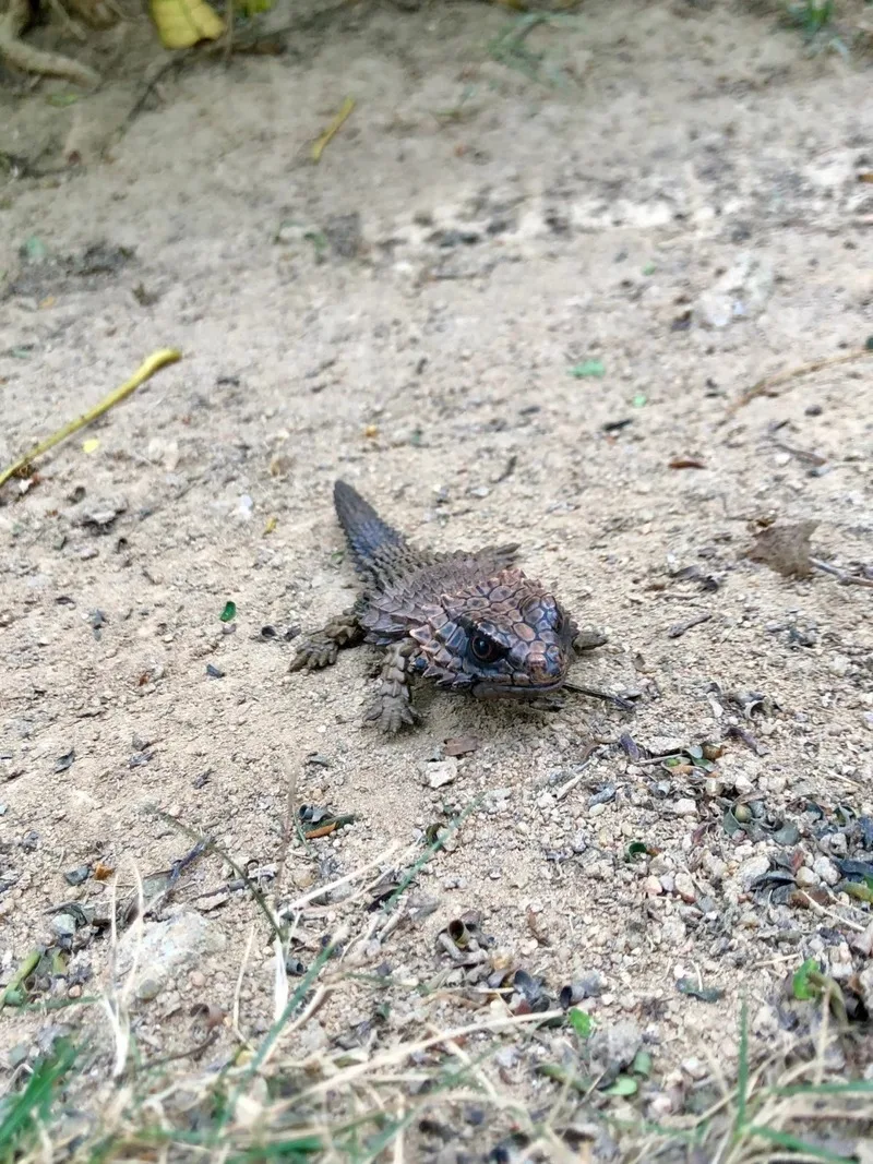 Фото Baidai Armadillo Girdled Lizard Gecko Бородатый Драго Рептилия Леопардовый узор Имитация биологического животного Фигурка Модель игрушки №4