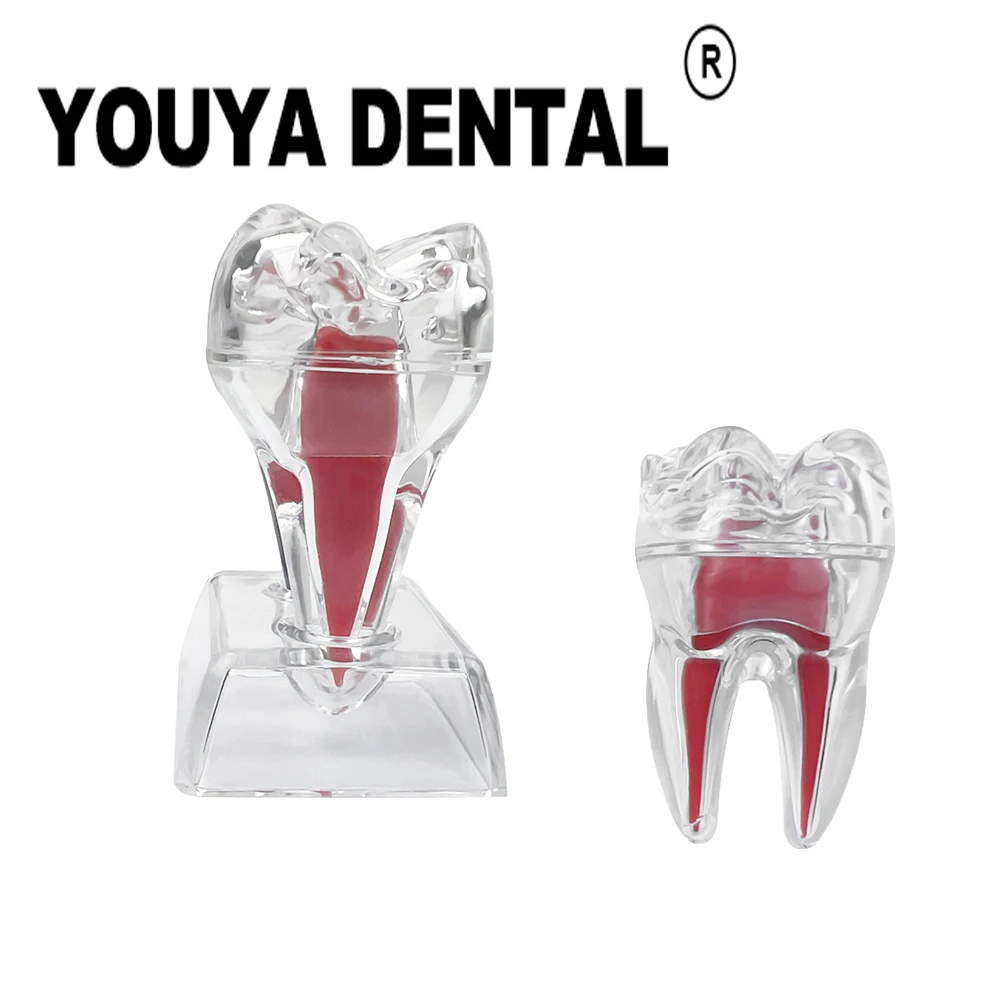 

Detachable Dental Anatomical Model Single Tooth Decomposition Model For Dentistry Dental Technician Teaching Training Studying