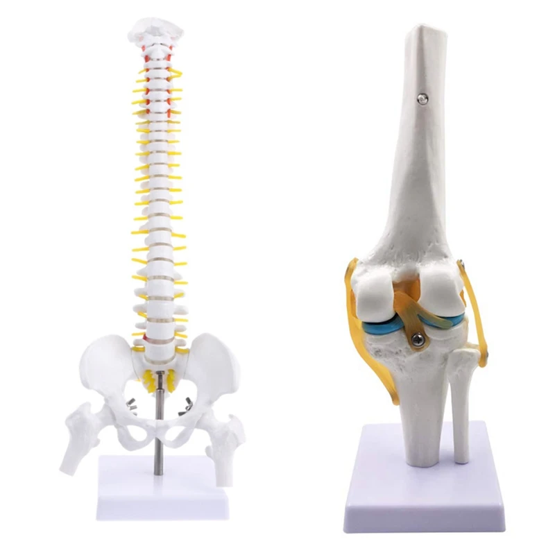 

2 шт., модель человеческого размера 1: 1, анатомия, гибкая модель позвоночника, модель таза и коленного сустава