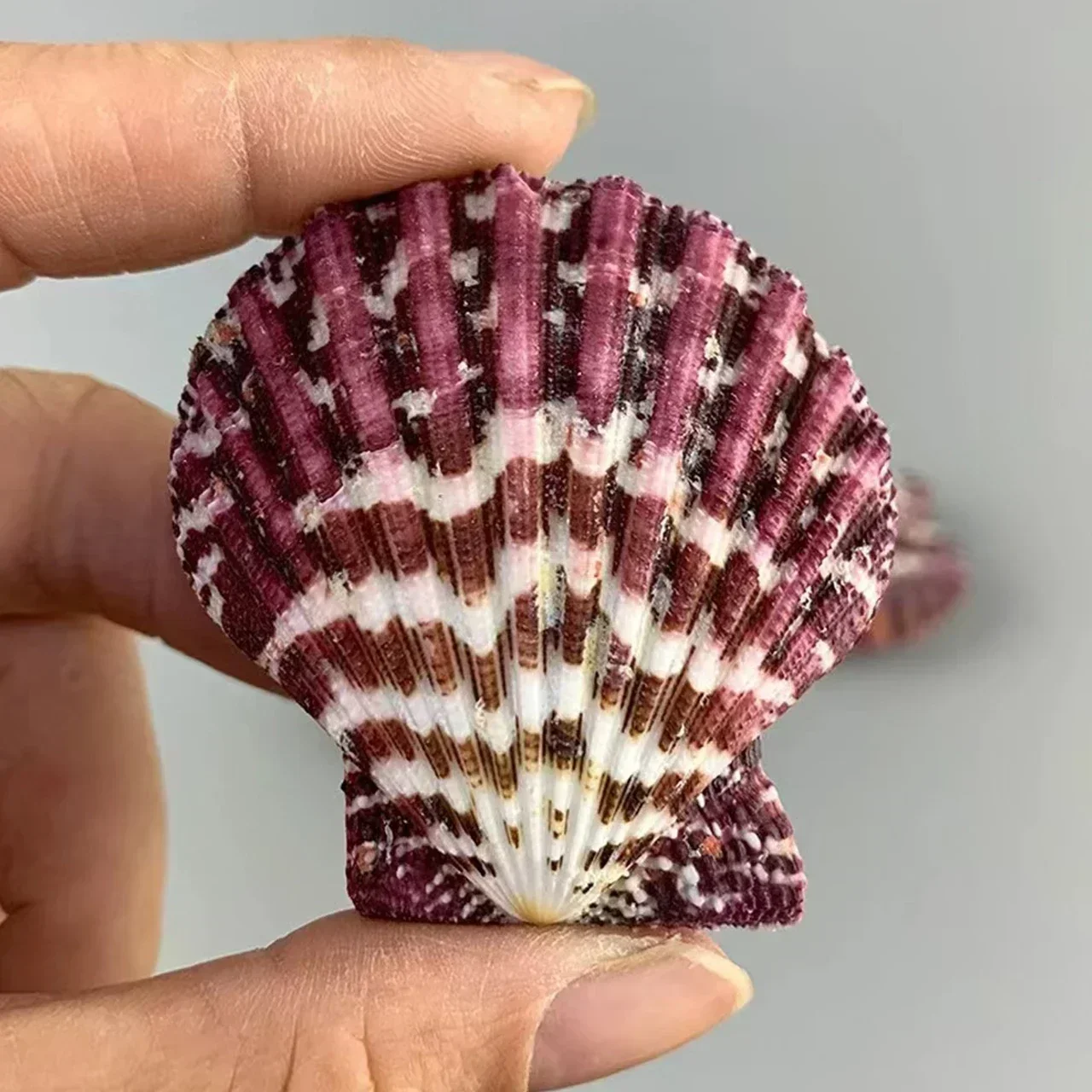 Натуральная маленькая ракушка цвет гребешок масляная живопись фото реквизит