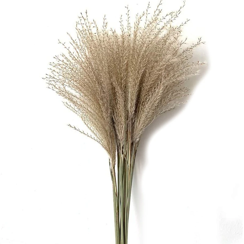 

Natural 50Pcs Dried Reed Bundle Bouquet Flower, Dried Flower Pampas Grass Phragmites Wedding Holiday Party Decor