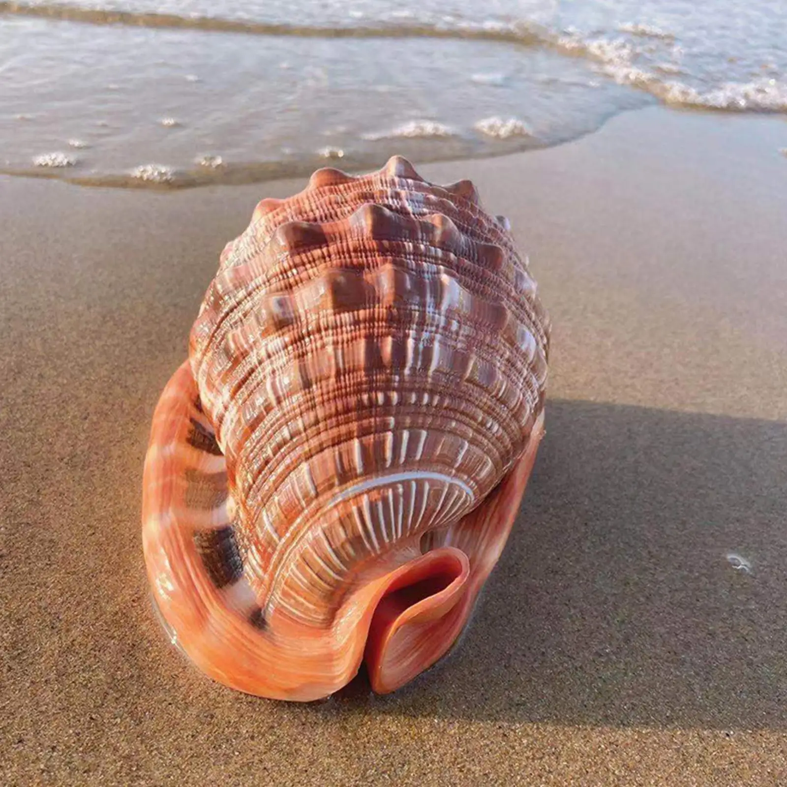 

Natural Starfish Seashell Beach Craft Natural Sea Stars Tank Landscape Crafts Beach Wedding DIY Home Decoration Decor F1S7