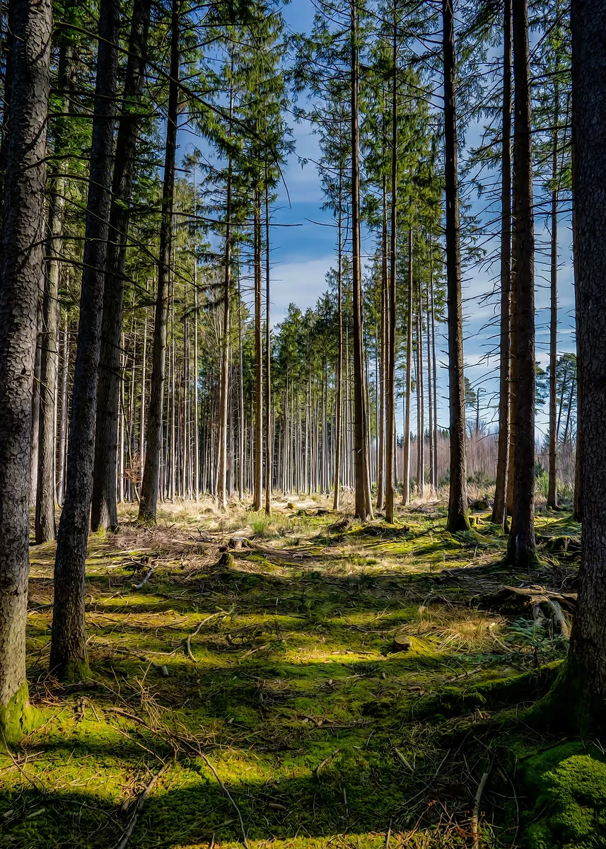 

Настенный арт-принт "Солнечный лес", печать на холсте