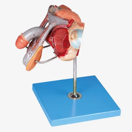 

male genital organs anatomical model