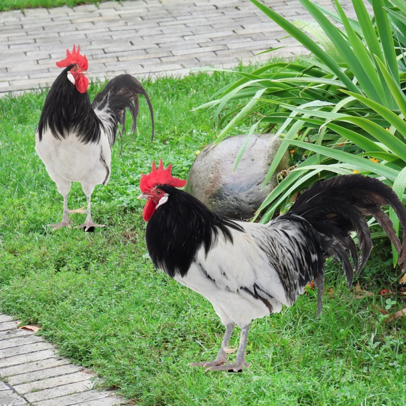 

[Wall Decor] Yklu247 Cross-Border Three-Dimensional Simulation Color Rooster Hen Courtyard Floor Outlet Yard Art Garden Outdoor