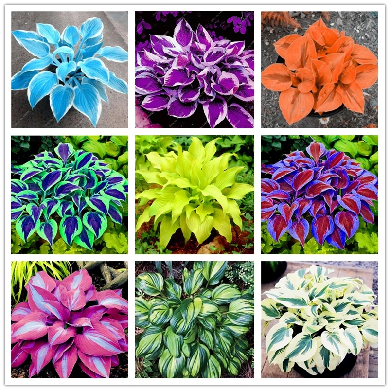 

Color leaf Perilla Jade Plantain Flowers Aroma design