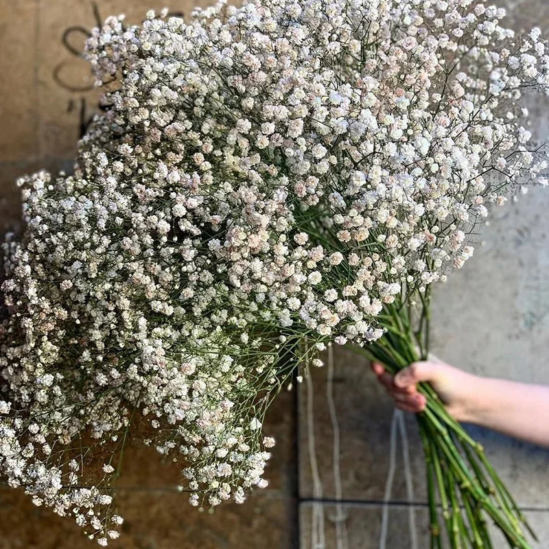 

Baby Breath Bouquet Gypsophila Flower Natural Fresh Dried Preserved Flowers Colorful Mini Flowers Christmas Wedding Home Decor