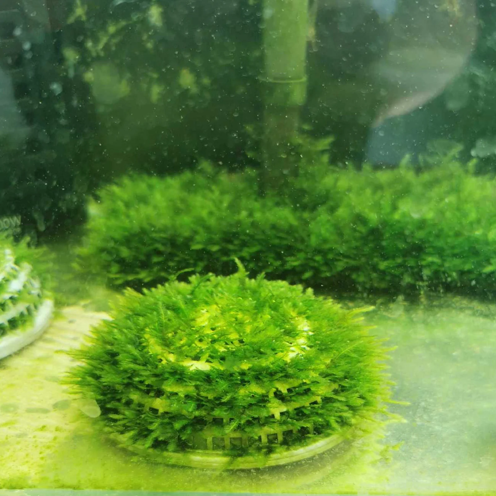 2 шт. коробка для моха с водорослями бетта аквариум растение пейзаж коробки травы