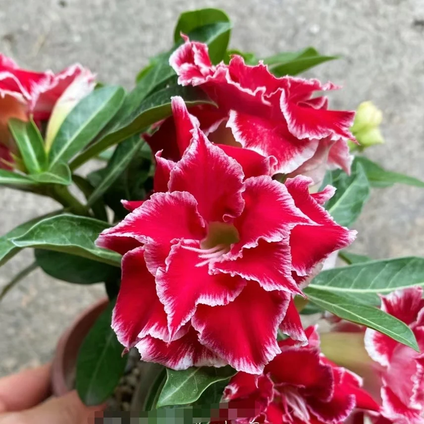 

Семена Адиум Обесум -- Роза пустыни