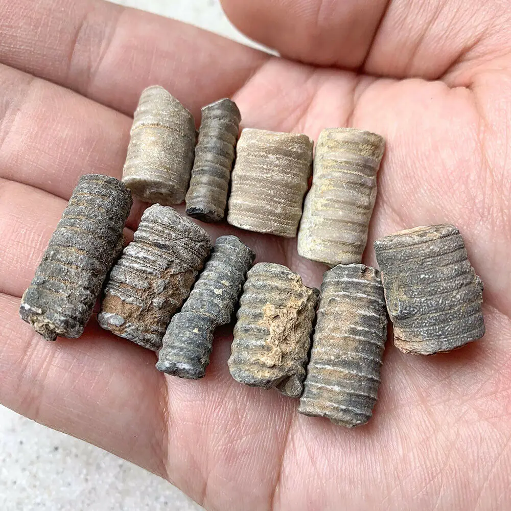 

1 шт., криноидная морская лилия для фотоколлектора, меловой камень 1-3 см