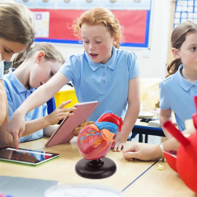 Фотореквизиты модели с бесплатной доставкой разобранных анатомических