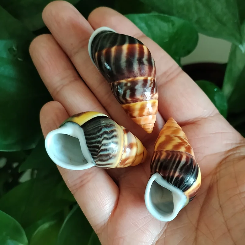 

Набор ракушек Аmphidromus Butoti 3 шт.