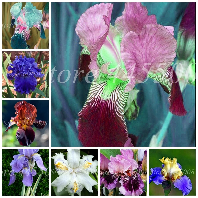 

150 шт./упаковка, растения для дома и сада