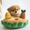 Ins Dog Toy Pulling Sweet Potato Set Interactive Dog Toys Cat Hidden Food Sniffing Kit Food Seeking Pulling Toy Dog Supplies 5