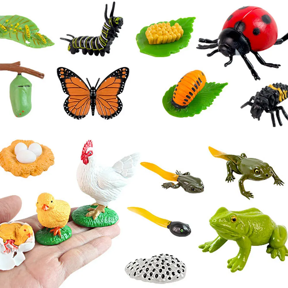 

Montessori Life Cycle Animals Butterfly Figures Montessori Language Materials Learning Educational Toys for Children E1364H