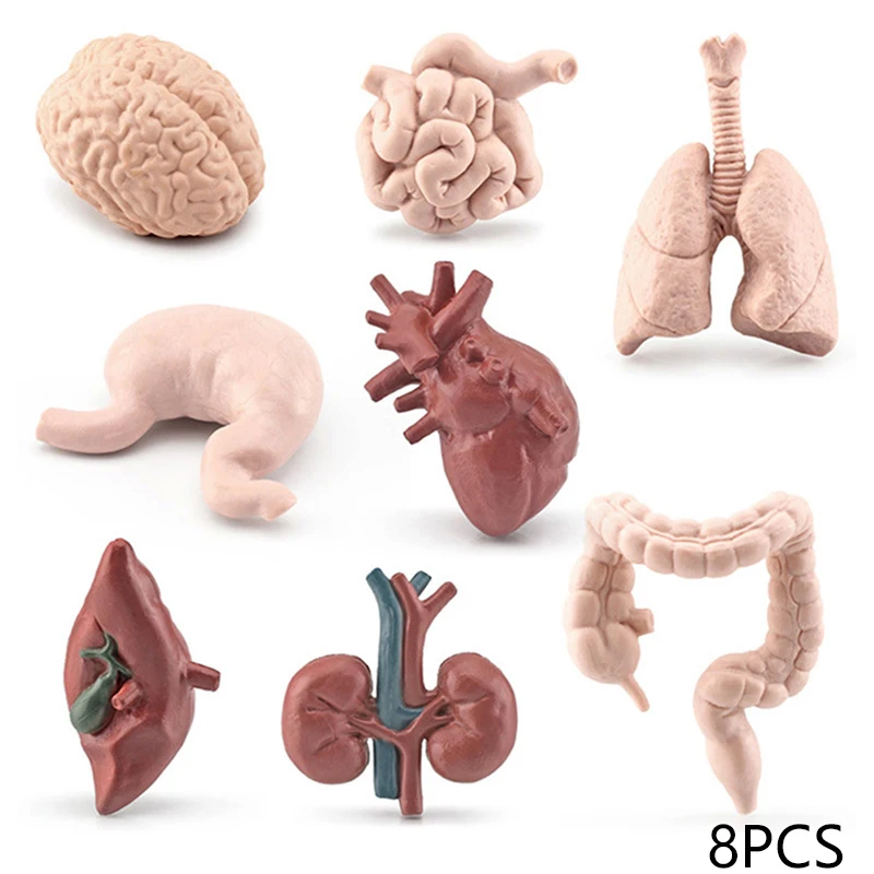 

8PCS Simulation Body Organ Action Figure Liver Lung Kidney Intestine Models Brian Hearts Stomach Figurines Cognition Toys Kids