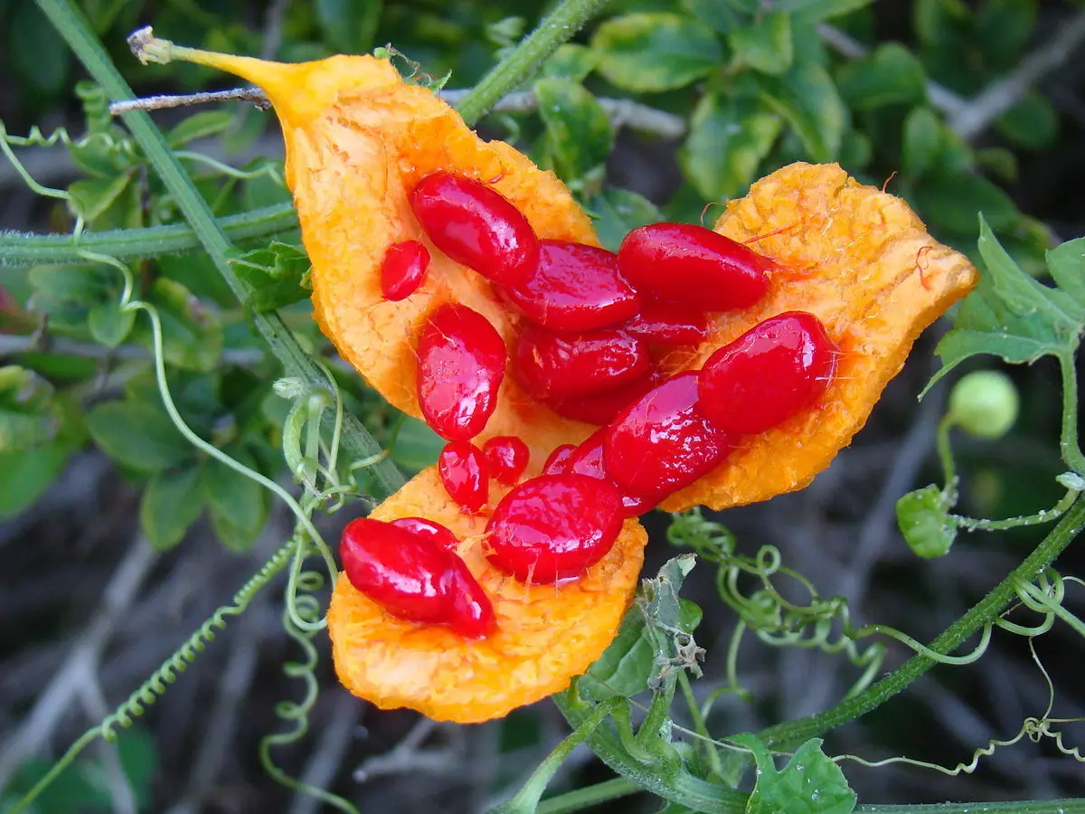 Дурман обыкновенный семена плоды. Плод. Лотос нелюмбо цветок с семенами. Лотос орехоносный орехи. Коробочка с семенами.