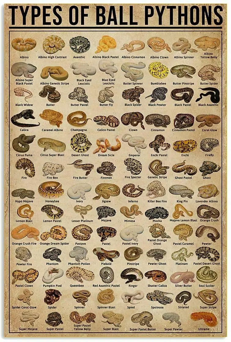 

Types of Ball Pythons Poster Indoor Home Decoration Gift Wall Art Decoration Metal Plaque Poster Metal Sign 8X12 inches