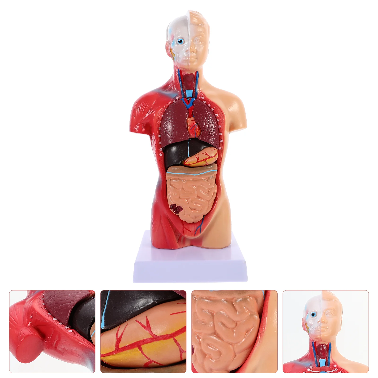 

Mannequin Kids Anatomical Teaching Model Human Body Puzzle School Educational Tool Pvc Child Anatomy Torso Injection Greys