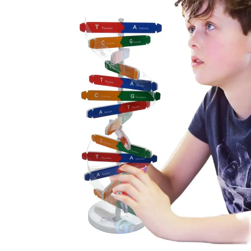 

Модели человеческих генов DNAs, модель для биологической науки DIY, биологическая наука, средства для обучения, для сборки DNAs