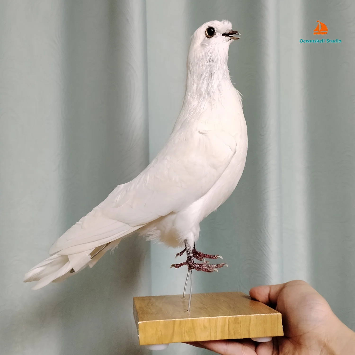 

Реалистичный голубь Taxidermy, белая птица, образцы для научного обучения, миниатюрное украшение