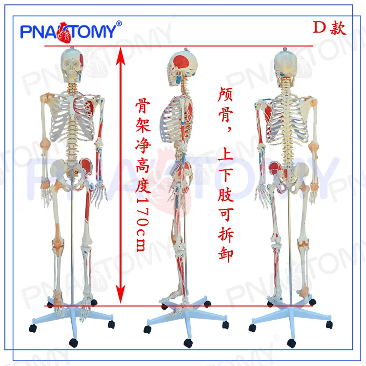 

Medical 1: 1 Human Skeletal Muscle Model Detachable Skeleton Specimen Yoga Fitness In Orthopedic Pain Department