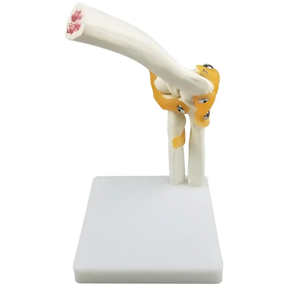 

Life Size Human Elbow Model - Educational Training Aid ( 22x12x12cm )
