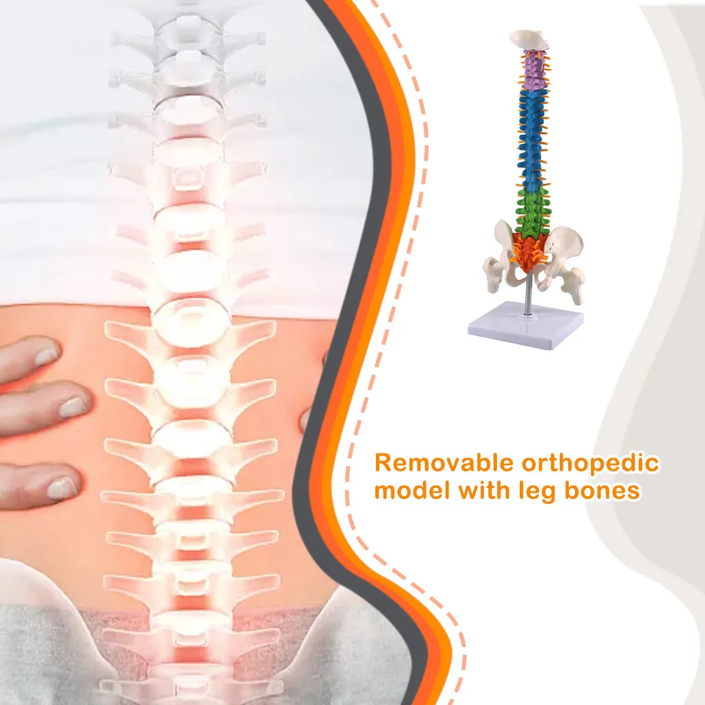 

Spinal Column Model Teaching Tools Teach Resources Flexible Models