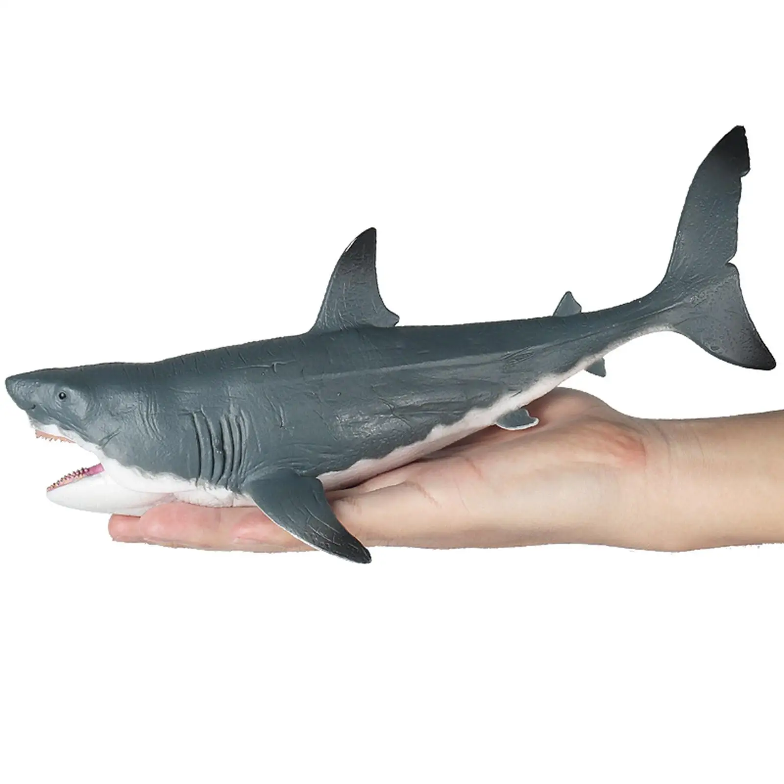 Megalodon For Birthday