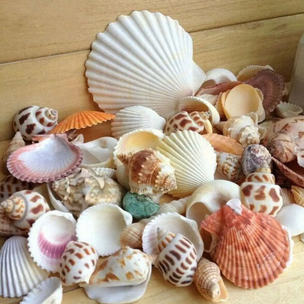 

Beach Decoration 30pcs Natural Seashell Mix Sea Shells Conch Diy Micro Landscape For Garden Fish Aquarium Decor 100g S2g4