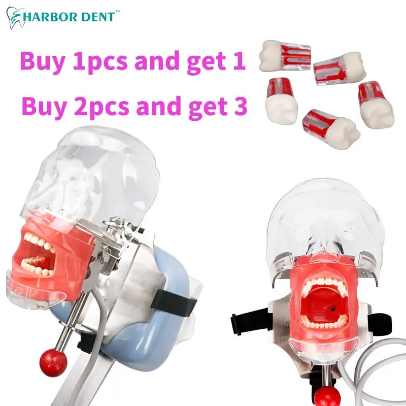 Простая модель головы Phantom для обучения/модель стоматологический симулятор