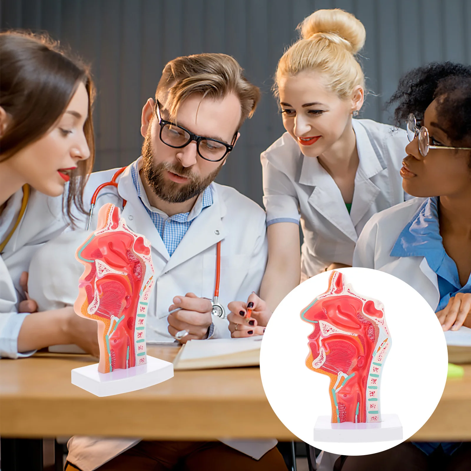 

ENT Model Mannequin Teaching Prop Props 3D Anatomy Vinyl Science Classroom Photo