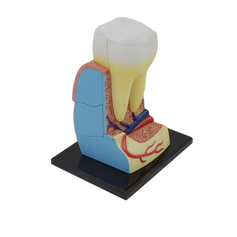 

Tooth Anatomy Model Medical Teaching Tools Drop Shipping