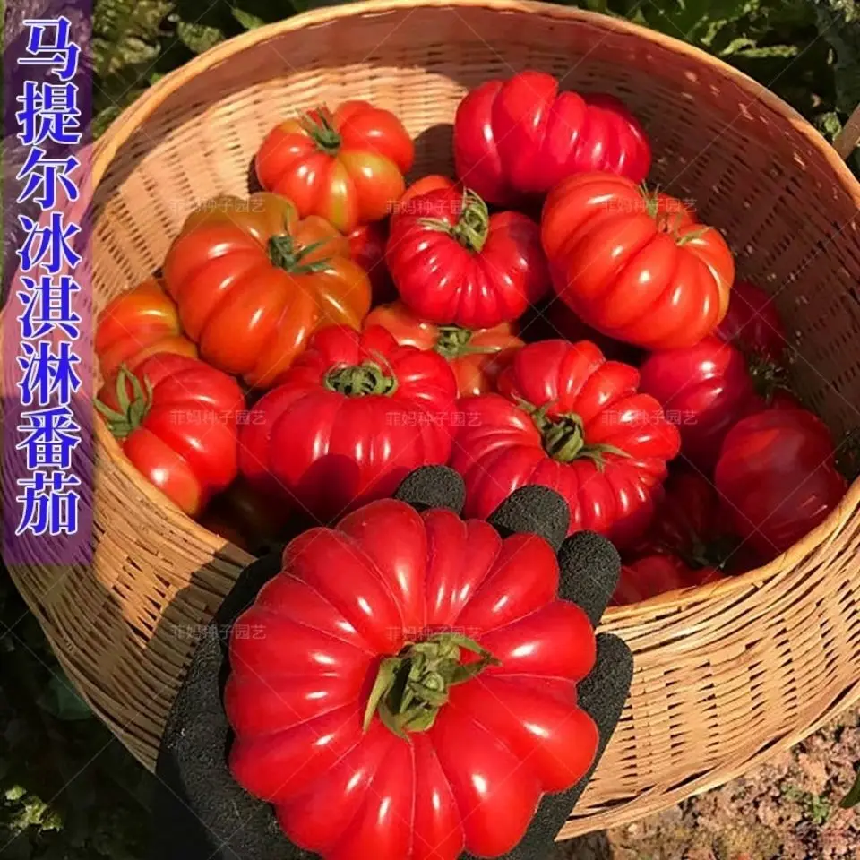 

100PCS " Tomato " Semillas