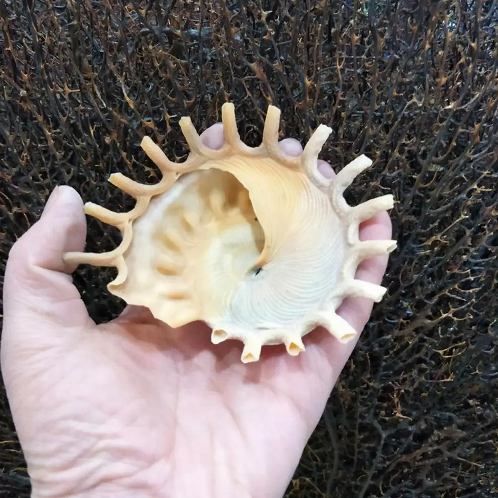 

Natural Conch Shell Home Decoration Garden Accessories Collection Specimen Snail Shooting Landscape About 9-12 Cm Rotary Snail