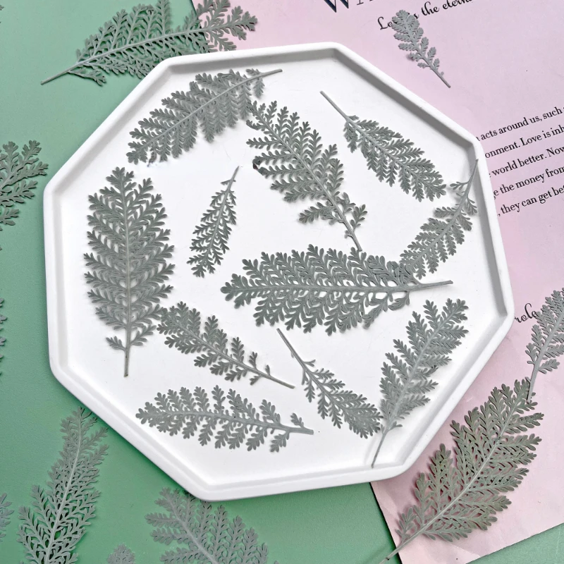 

3-10cm/100pcs,Dry flower pressed silver feather leaves,DIY dripping glue mobile shell aromatherapy candle bookmark photo frame
