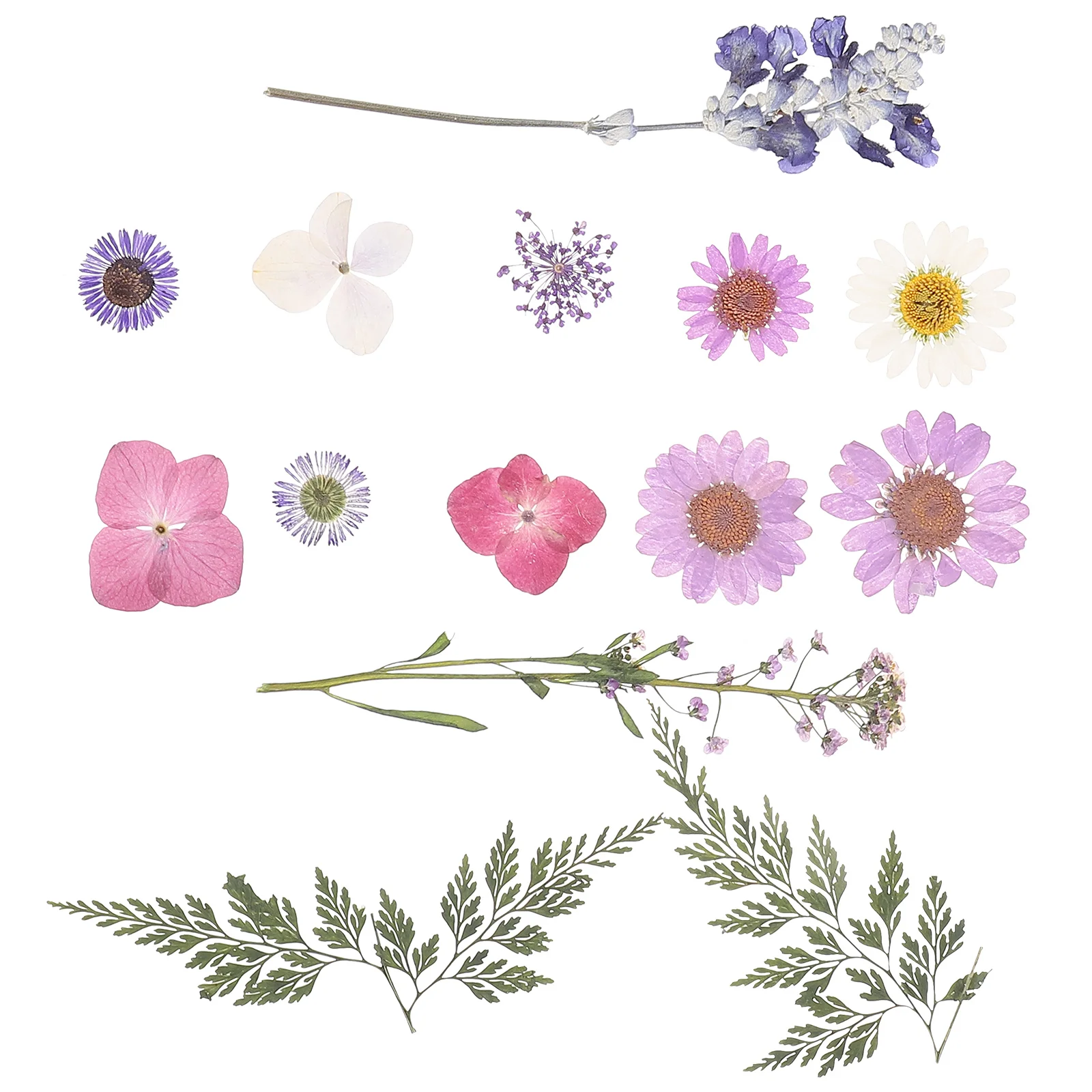 

Dried Flowers Material DIY Craft Making Accessories Dried Flowers Pressed The Photo