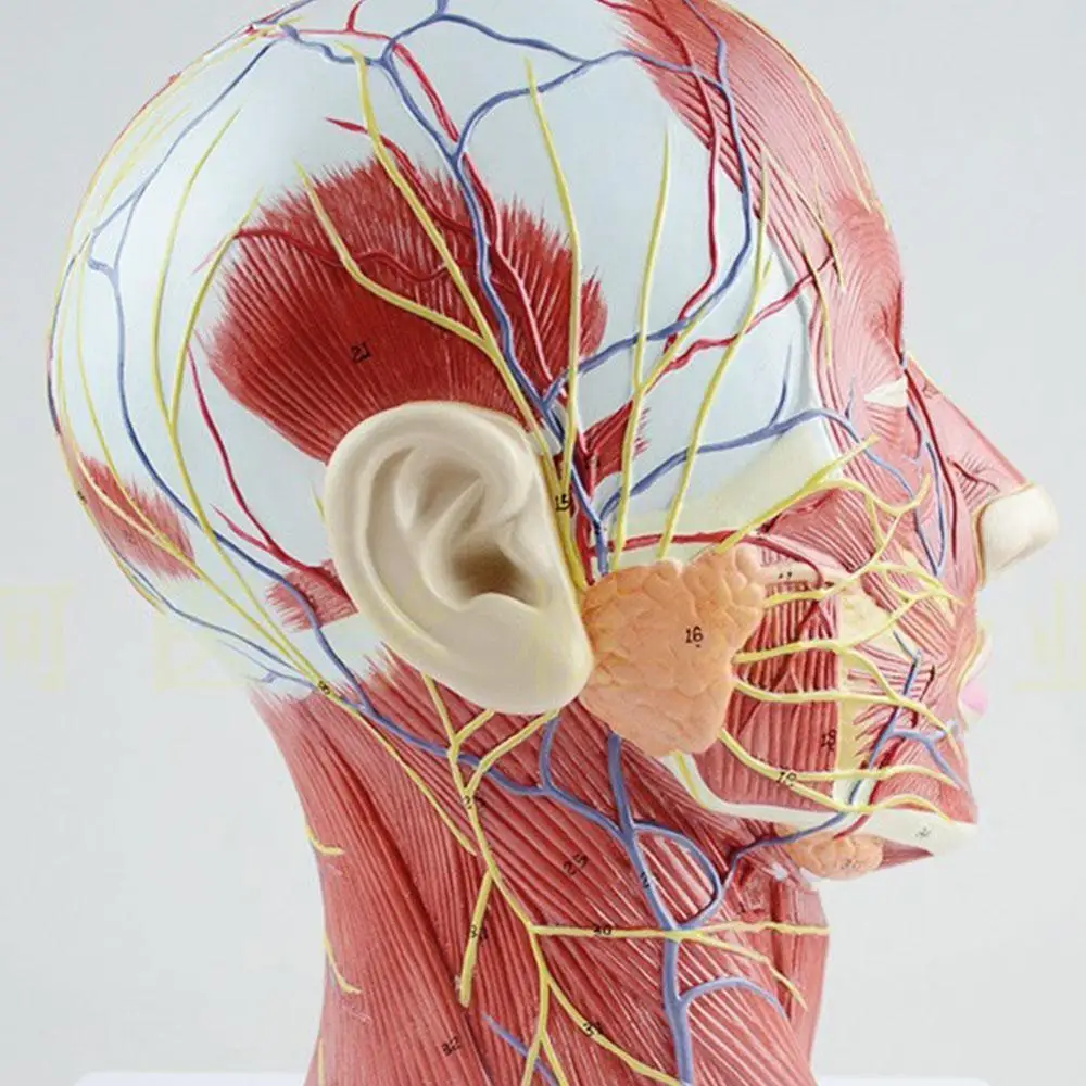 Human Muscle Modle And Nerve Blood Vessel, Head Section Brain, Human Anatomy Model. School Medical Teaching